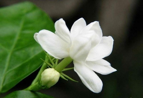 8 loại hoa tuyệt đối không sử dụng trong ngày nhập trạch